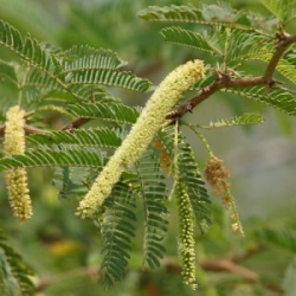 Prosopis Cineraria - Shami Plant